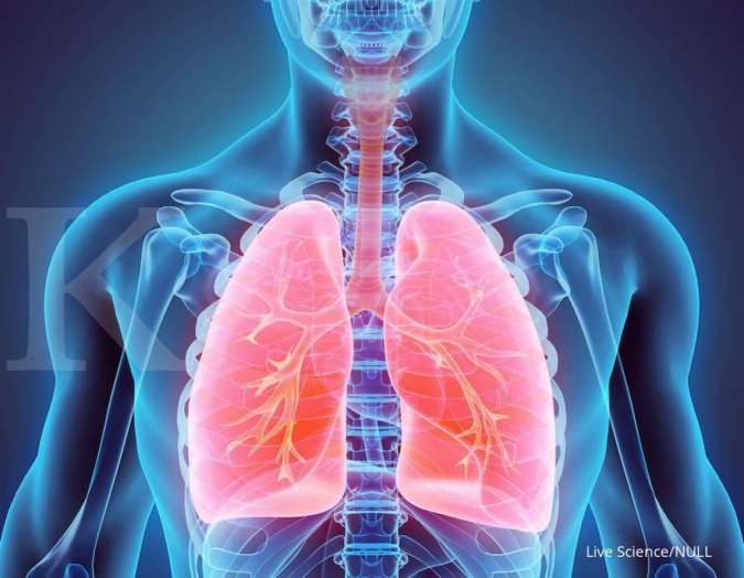 Detail Gambar Sistem Pernapasan Pada Manusia Dan Fungsinya Nomer 25