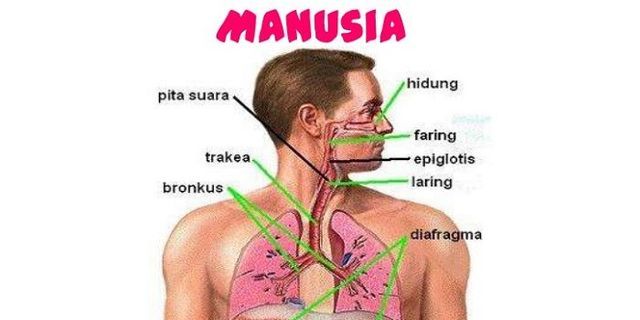 Detail Gambar Sistem Pernapasan Pada Manusia Dan Fungsinya Nomer 29