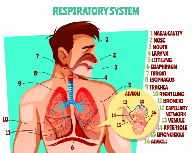 Detail Gambar Sistem Pernapasan Pada Manusia Dan Fungsinya Nomer 32