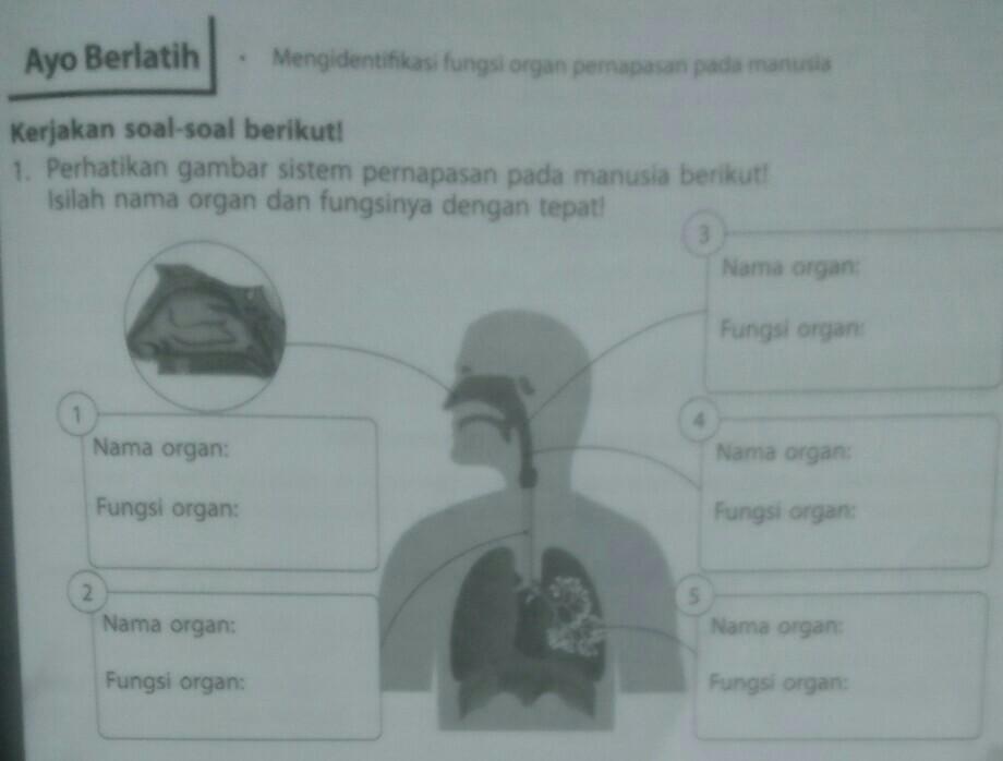 Detail Gambar Sistem Pernapasan Pada Manusia Dan Fungsinya Nomer 40