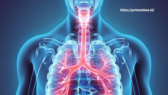 Detail Gambar Sistem Pernapasan Pada Manusia Dan Fungsinya Nomer 50