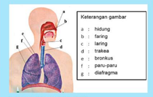 Detail Gambar Sistem Pernapasan Pada Manusia Dan Fungsinya Nomer 51