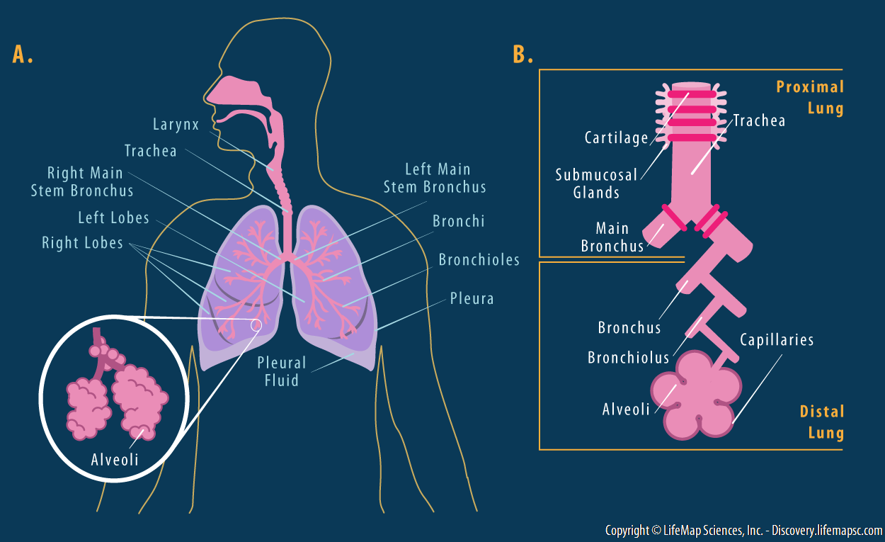Detail Gambar Sistem Pernapasan Pada Manusia Dan Fungsinya Nomer 53