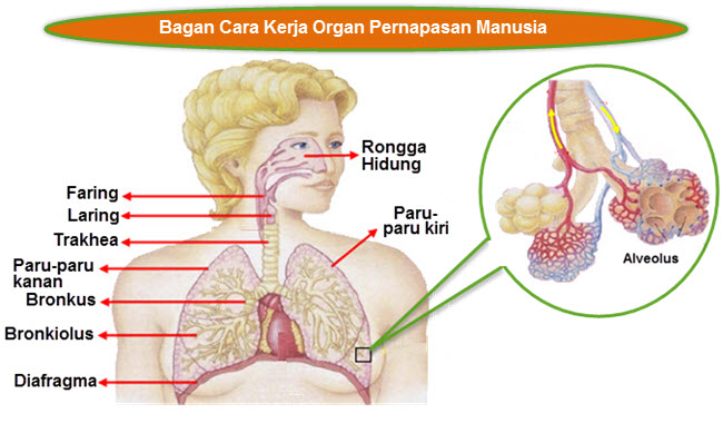 Detail Gambar Sistem Pernapasan Pada Manusia Dan Fungsinya Nomer 54