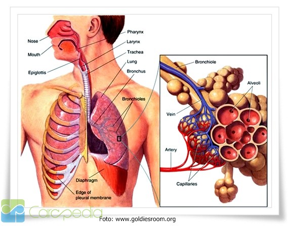 Detail Gambar Sistem Pernapasan Pada Manusia Dan Fungsinya Nomer 56