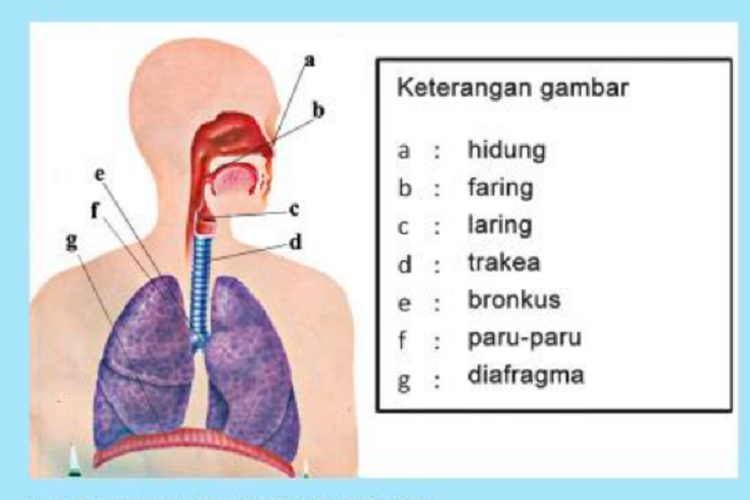 Detail Gambar Sistem Pernapasan Yt Nomer 24