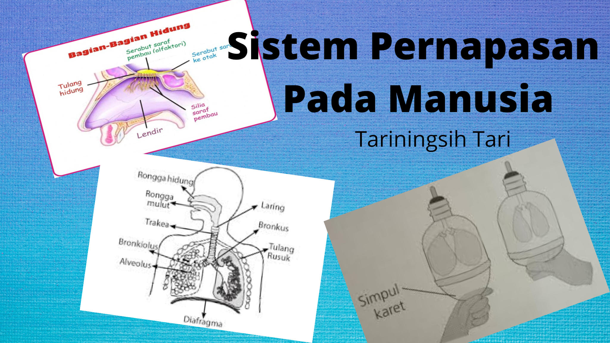 Detail Gambar Sistem Pernapasan Yt Nomer 43