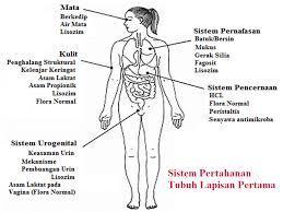 Detail Gambar Sistem Pertahanan Tubuh Pada Manusia Nomer 18