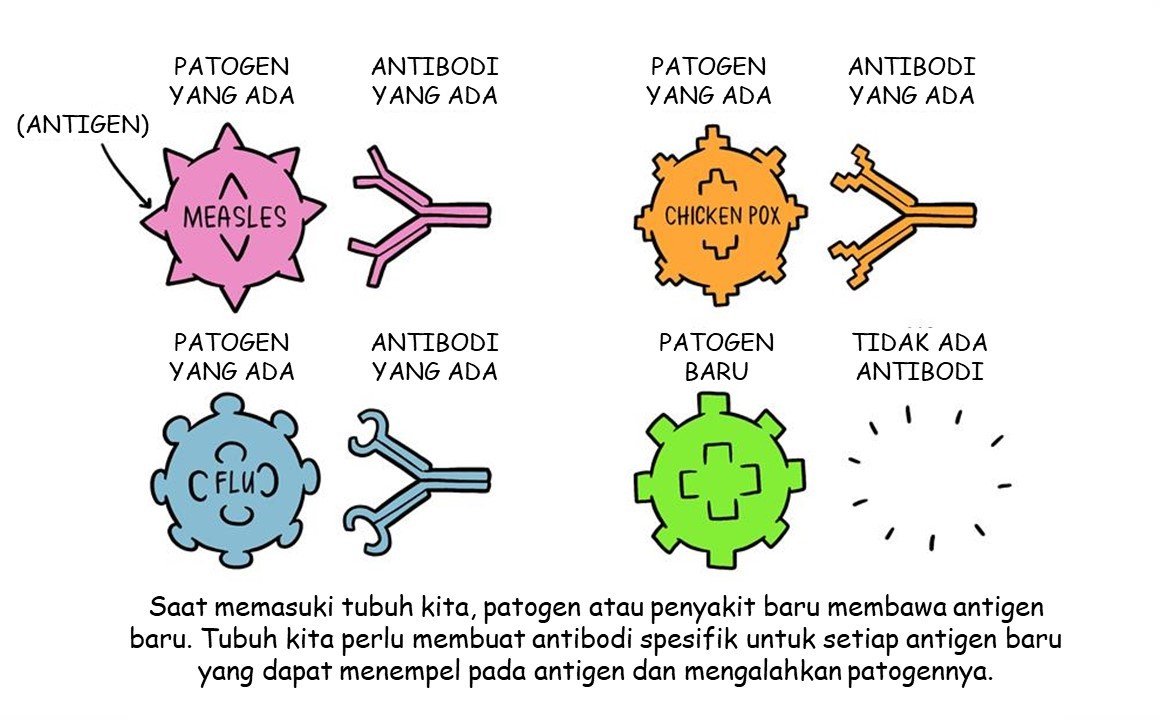 Detail Gambar Sistem Pertahanan Tubuh Pada Manusia Nomer 22