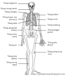 Detail Gambar Sistem Rangka Manusia Nomer 39