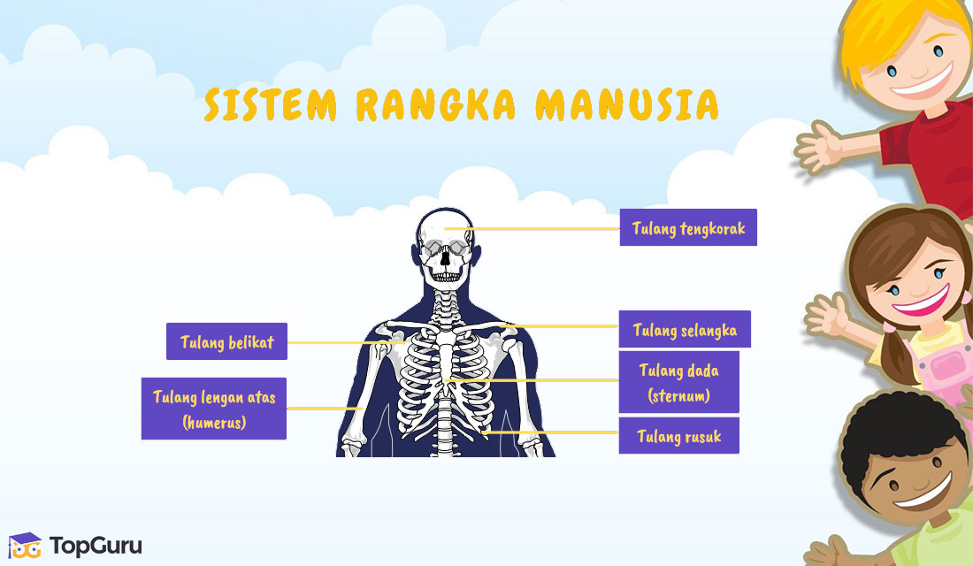 Detail Gambar Sistem Rangka Manusia Nomer 46