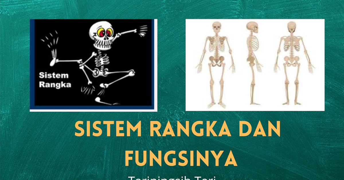 Detail Gambar Sistem Rangka Manusia Nomer 54