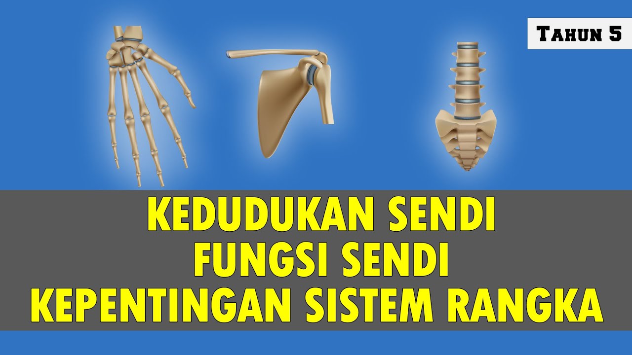 Detail Gambar Sistem Rangka Manusia Nomer 55