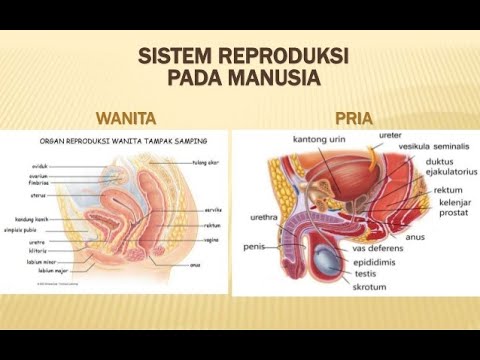 Detail Gambar Sistem Reproduksi Pada Manusia Nomer 17