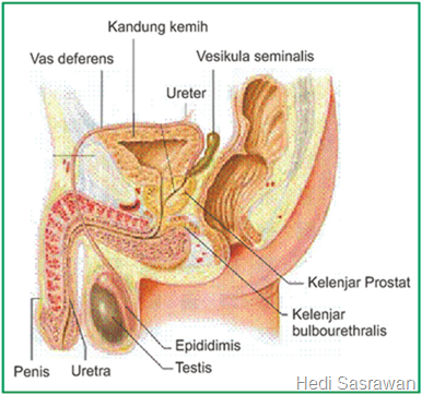 Detail Gambar Sistem Reproduksi Pada Manusia Nomer 18