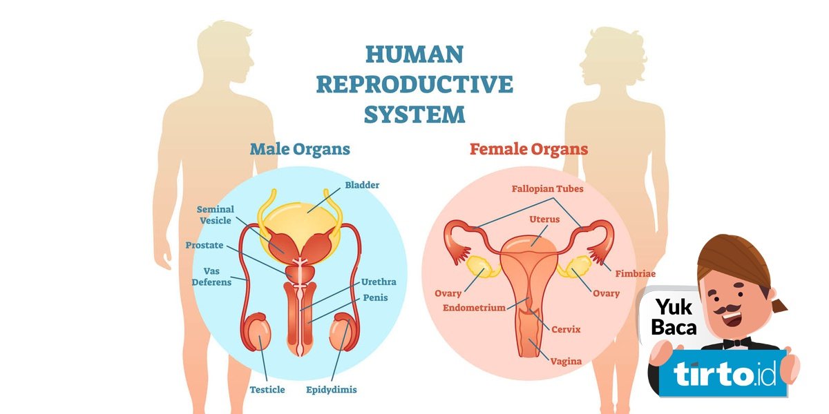 Detail Gambar Sistem Reproduksi Pada Manusia Nomer 32
