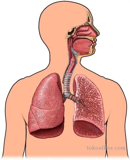 Detail Gambar Sistem Respirasi Manusia Nomer 30