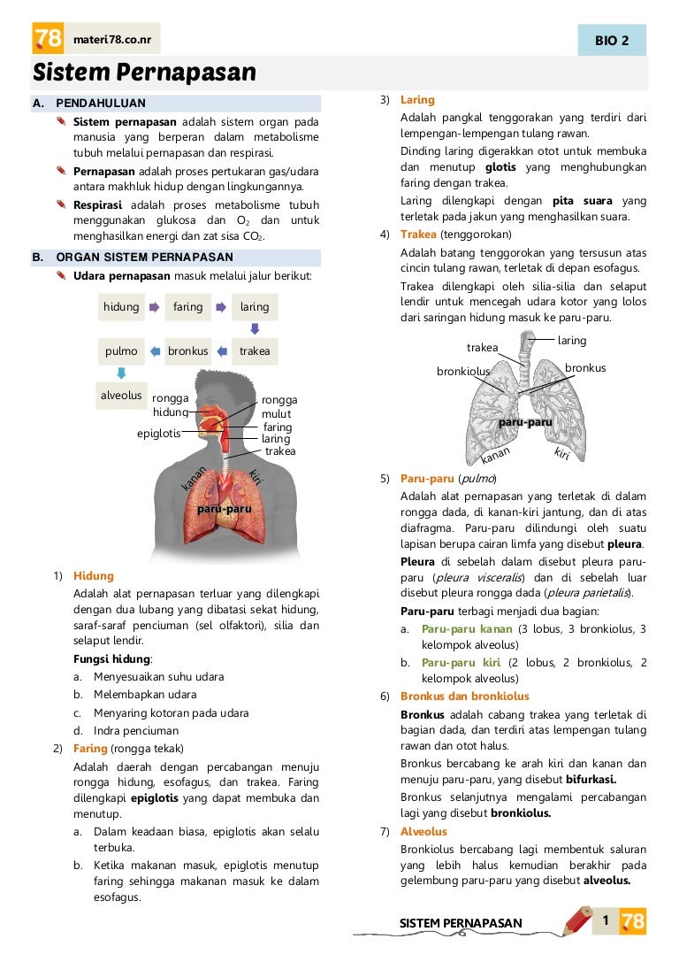 Detail Gambar Sistem Respirasi Manusia Nomer 41