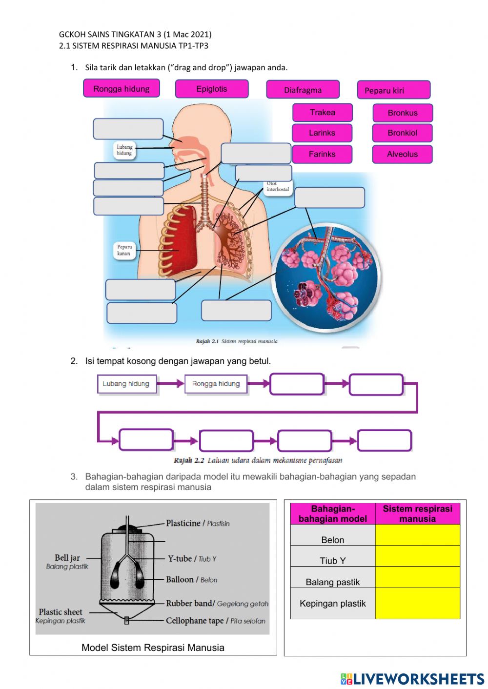 Detail Gambar Sistem Respirasi Manusia Nomer 42