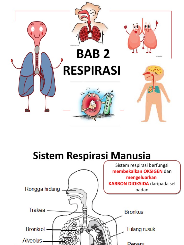 Detail Gambar Sistem Respirasi Manusia Nomer 48