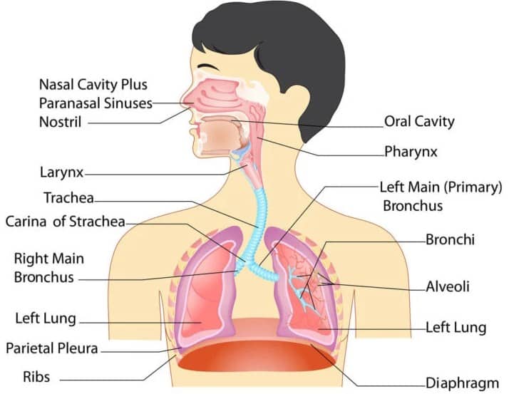 Detail Gambar Sistem Respirasi Manusia Nomer 8