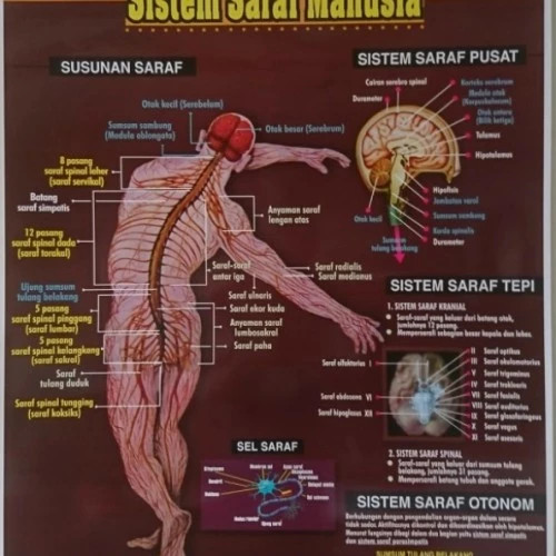 Detail Gambar Sistem Saraf Bahasa Indonesia Nomer 10