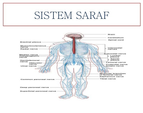 Detail Gambar Sistem Saraf Bahasa Indonesia Nomer 12