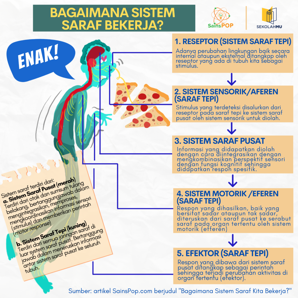 Detail Gambar Sistem Saraf Bahasa Indonesia Nomer 18