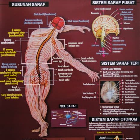 Detail Gambar Sistem Saraf Bahasa Indonesia Nomer 24