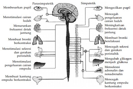 Detail Gambar Sistem Saraf Bahasa Indonesia Nomer 5