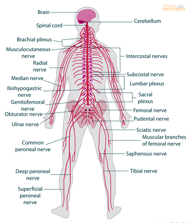 Detail Gambar Sistem Saraf Bahasa Indonesia Nomer 6