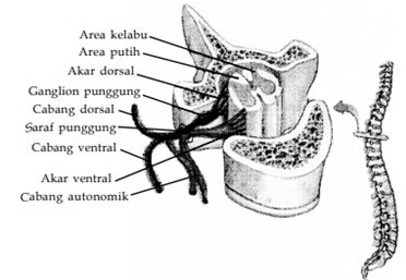 Detail Gambar Sistem Saraf Bahasa Indonesia Nomer 44