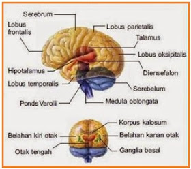 Detail Gambar Sistem Saraf Bahasa Indonesia Nomer 45