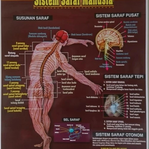 Detail Gambar Sistem Saraf Manusia Nomer 15