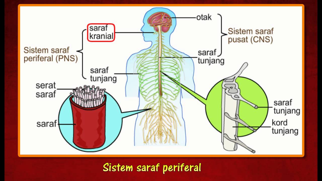 Detail Gambar Sistem Saraf Manusia Nomer 16