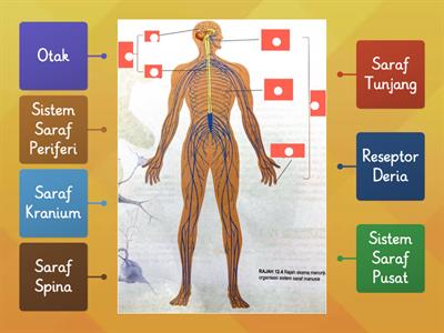 Detail Gambar Sistem Saraf Manusia Nomer 3