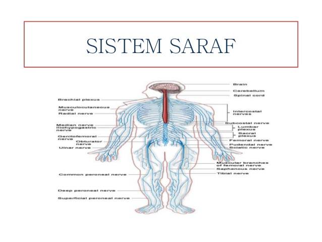 Download Gambar Sistem Saraf Manusia Nomer 21