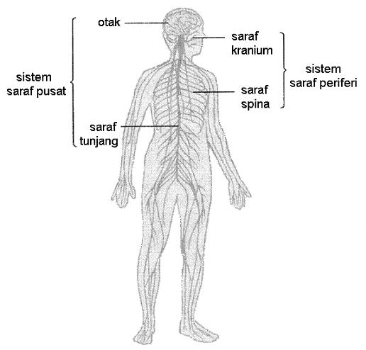 Detail Gambar Sistem Saraf Manusia Nomer 25