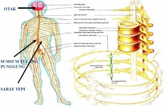 Download Gambar Sistem Saraf Manusia Nomer 4