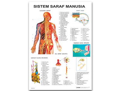 Detail Gambar Sistem Saraf Manusia Nomer 28