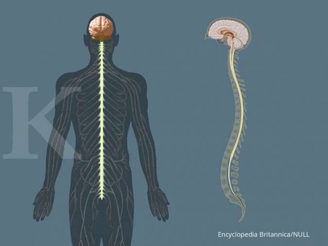 Detail Gambar Sistem Saraf Manusia Nomer 29
