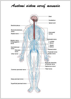 Detail Gambar Sistem Saraf Manusia Nomer 5