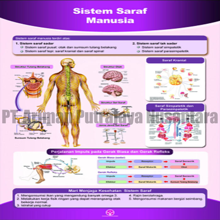 Detail Gambar Sistem Saraf Manusia Nomer 36