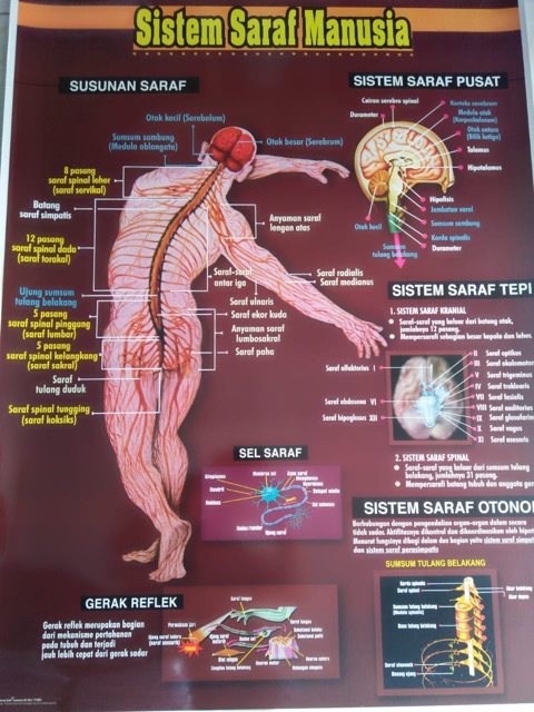 Detail Gambar Sistem Saraf Manusia Nomer 6