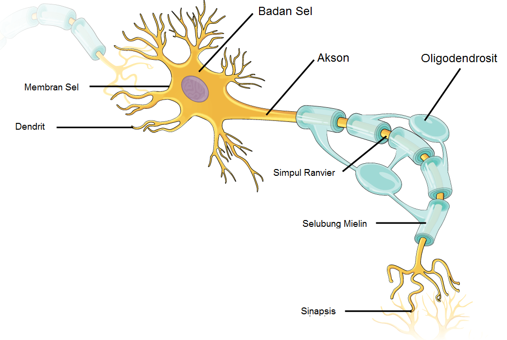 Detail Gambar Sistem Saraf Manusia Nomer 43
