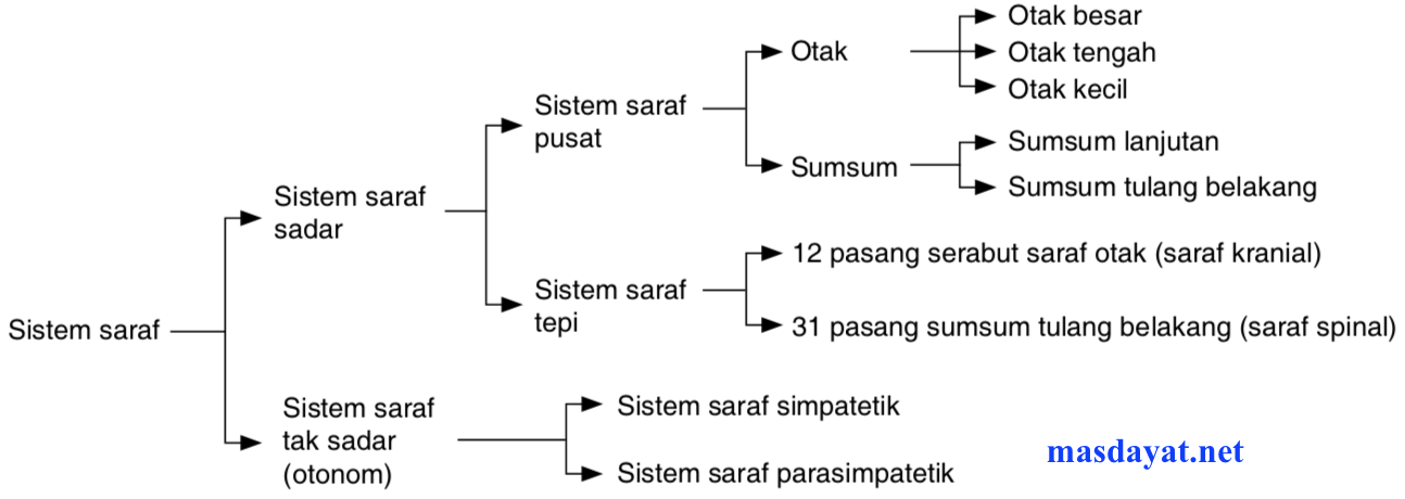 Detail Gambar Sistem Saraf Manusia Nomer 47