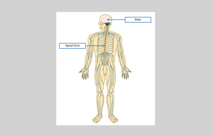 Detail Gambar Sistem Saraf Manusia Nomer 49