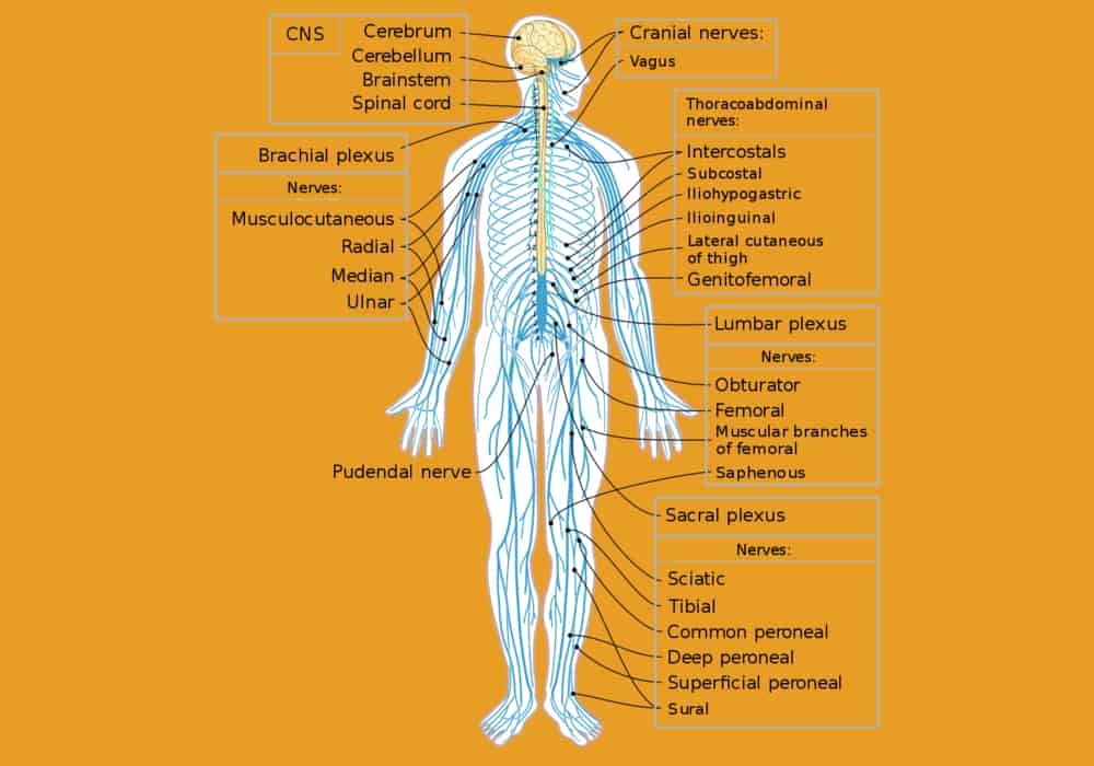 Detail Gambar Sistem Saraf Manusia Nomer 51