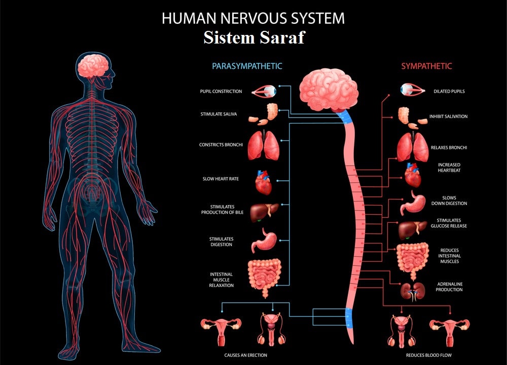 Detail Gambar Sistem Saraf Manusia Bhasa Indo Nomer 26