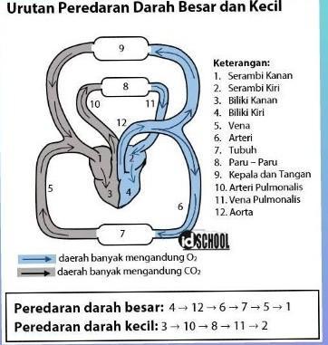 Detail Gambar Skema Peredaran Darah Manusia Nomer 3